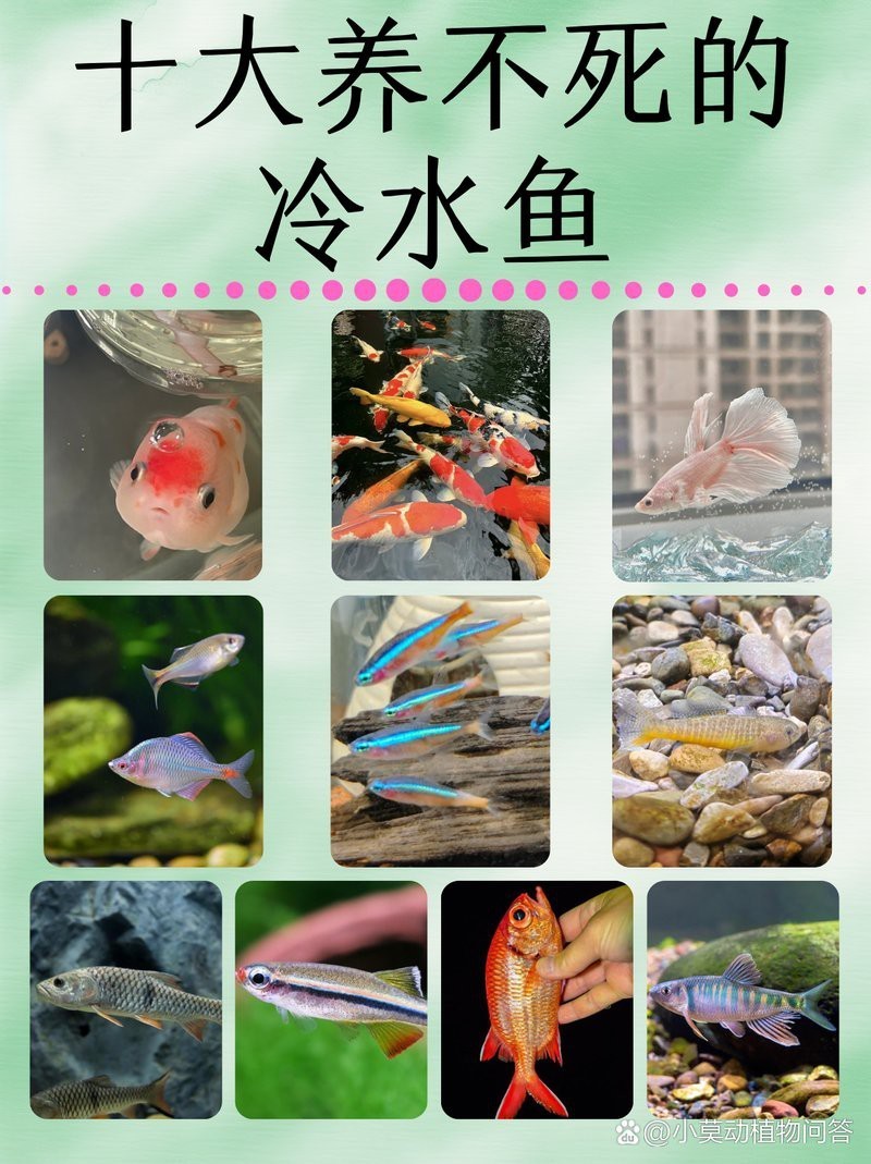 十大養不死的冷水魚，十大最易養的冷水魚品種