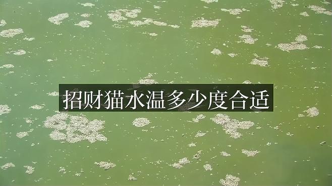 招財貓魚的最佳飼養溫度是多少？，招財貓魚作為熱帶淡水魚類