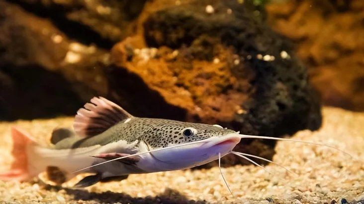 招財貓魚的最佳飼養溫度是多少？，招財貓魚作為熱帶淡水魚類