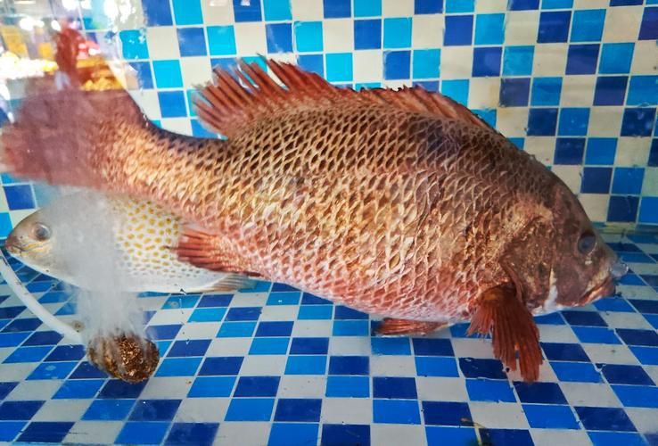 紅友魚圖片，紫紅笛鯛的營養(yǎng)價(jià)值與美味烹飪指南愛在星辰大海