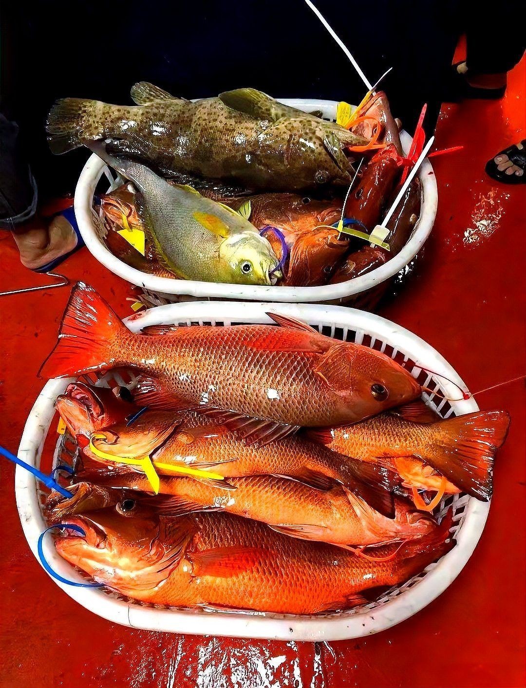 紅友魚圖片，紫紅笛鯛的營養(yǎng)價(jià)值與美味烹飪指南愛在星辰大海