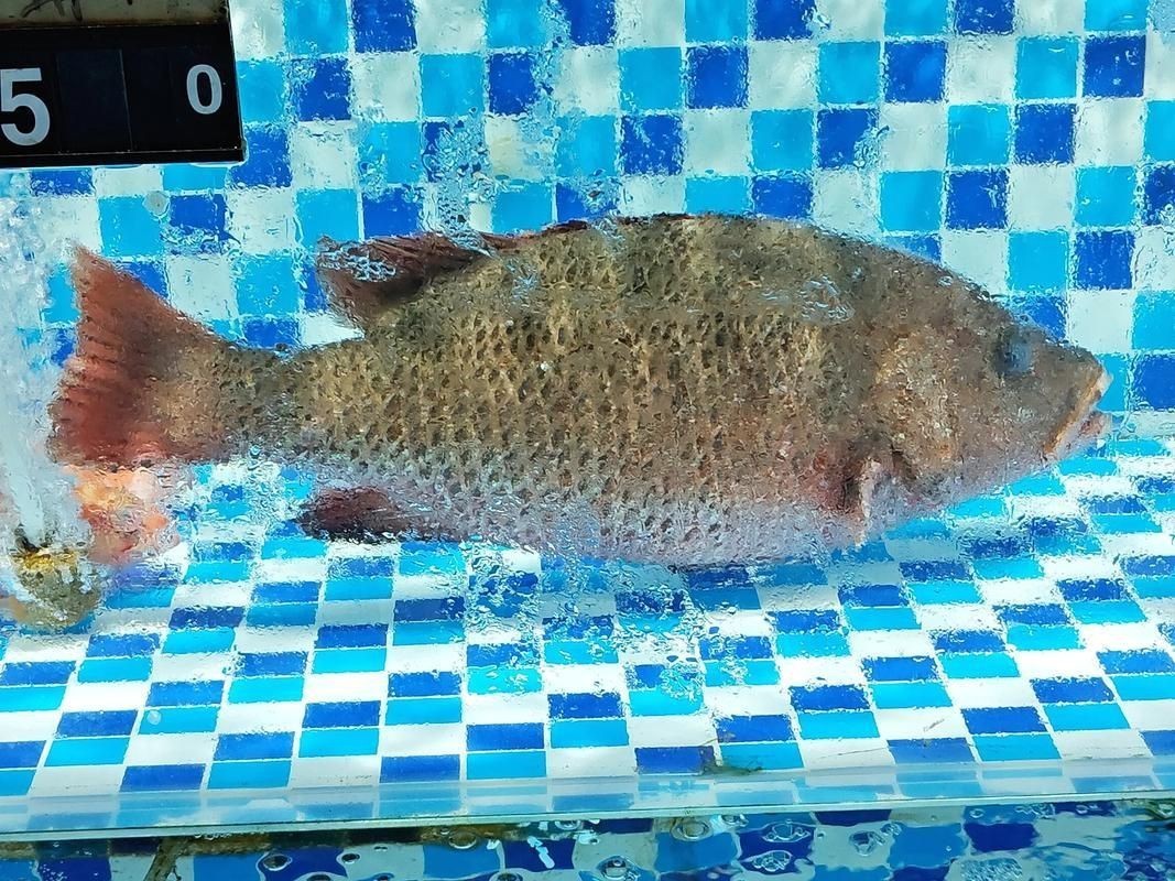 紅友魚圖片，紫紅笛鯛的營養(yǎng)價(jià)值與美味烹飪指南愛在星辰大海
