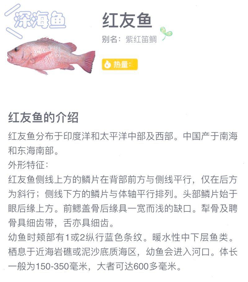 紅友魚圖片，紫紅笛鯛的營養(yǎng)價(jià)值與美味烹飪指南愛在星辰大海
