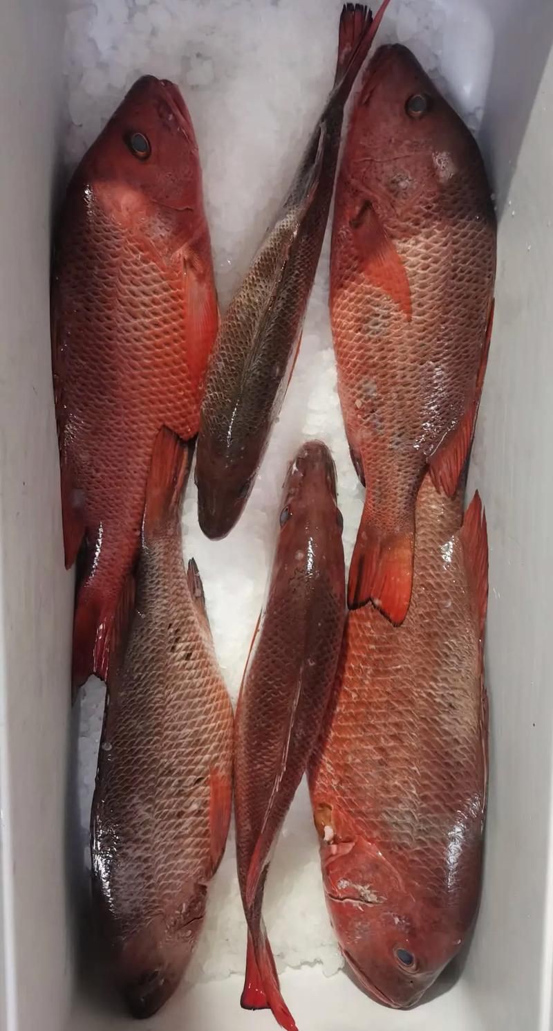 紅友魚圖片，紫紅笛鯛的營養(yǎng)價(jià)值與美味烹飪指南愛在星辰大海