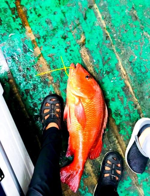 紅友魚圖片，紫紅笛鯛的營養(yǎng)價(jià)值與美味烹飪指南愛在星辰大海