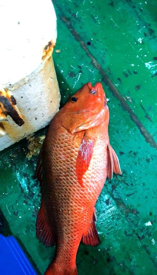 紅友魚圖片，紫紅笛鯛的營養(yǎng)價(jià)值與美味烹飪指南愛在星辰大海