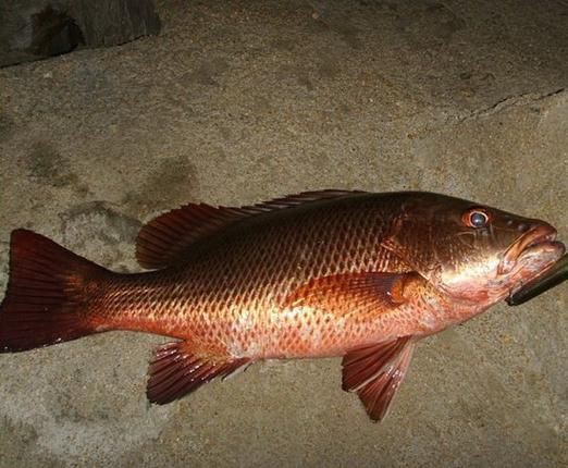 紅友魚圖片，紫紅笛鯛的營養價值與美味烹飪指南愛在星辰大海