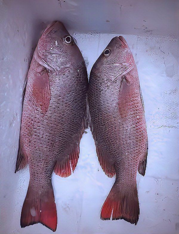 紅友魚圖片，紫紅笛鯛的營養(yǎng)價(jià)值與美味烹飪指南愛在星辰大海