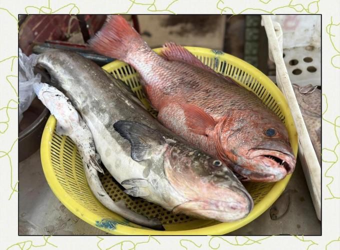 紅友魚圖片，紫紅笛鯛的營養(yǎng)價(jià)值與美味烹飪指南愛在星辰大海