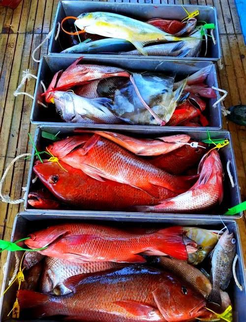 紅友魚圖片，紫紅笛鯛的營養(yǎng)價(jià)值與美味烹飪指南愛在星辰大海