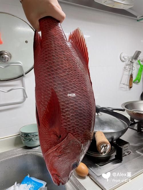 紅友魚圖片，紫紅笛鯛的營養(yǎng)價(jià)值與美味烹飪指南愛在星辰大海