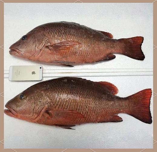 紅友魚圖片，紫紅笛鯛的營養(yǎng)價(jià)值與美味烹飪指南愛在星辰大海