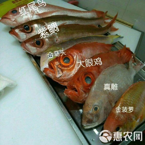 紅友魚圖片，紫紅笛鯛的營養(yǎng)價(jià)值與美味烹飪指南愛在星辰大海