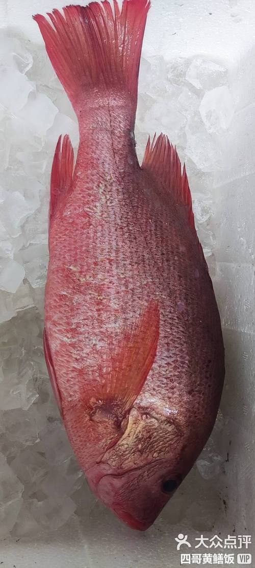 紅友魚圖片，紫紅笛鯛的營養(yǎng)價(jià)值與美味烹飪指南愛在星辰大海