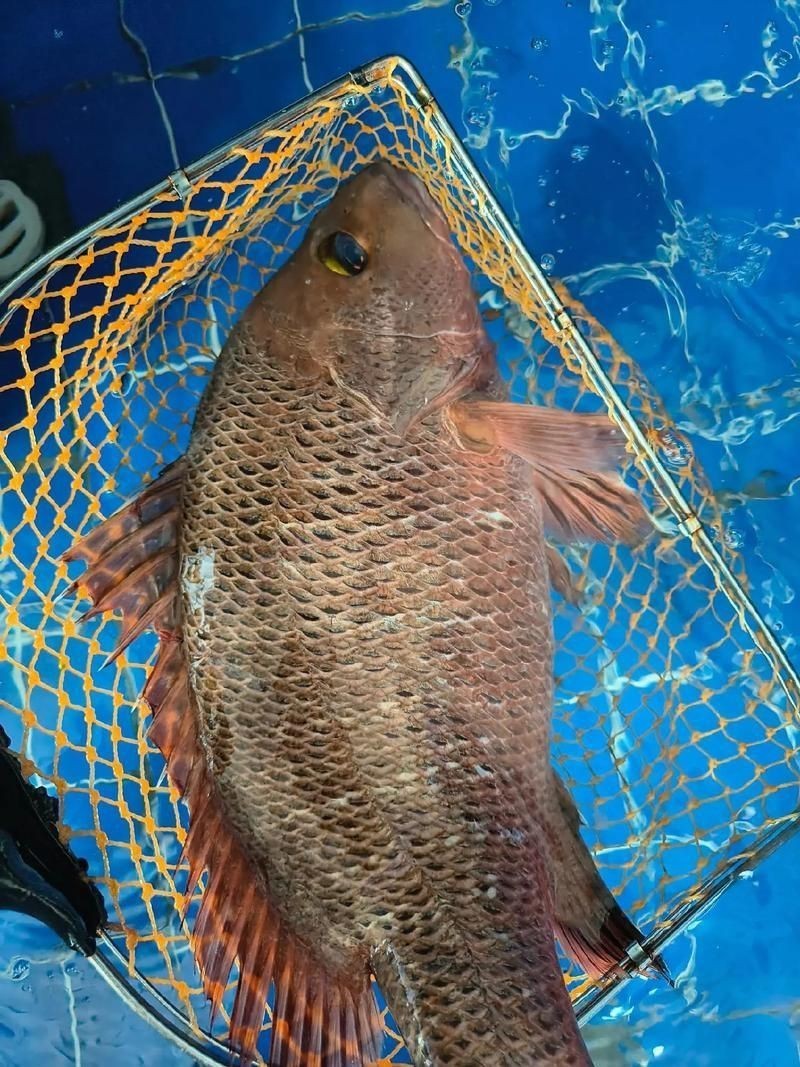 紅友魚圖片，紫紅笛鯛的營養價值與美味烹飪指南愛在星辰大海