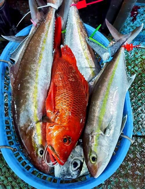 紅友魚圖片，紫紅笛鯛的營養(yǎng)價(jià)值與美味烹飪指南愛在星辰大海