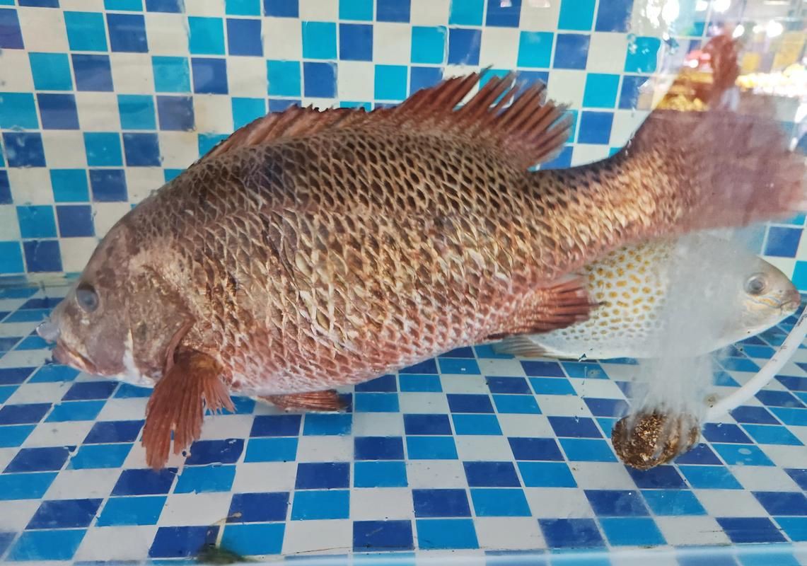 紅友魚圖片，紫紅笛鯛的營養(yǎng)價(jià)值與美味烹飪指南愛在星辰大海