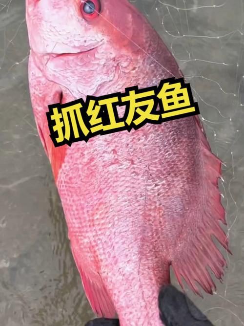 紅友魚圖片，紫紅笛鯛的營養(yǎng)價(jià)值與美味烹飪指南愛在星辰大海