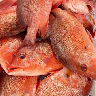 紅友魚圖片，紫紅笛鯛的營養(yǎng)價(jià)值與美味烹飪指南愛在星辰大海