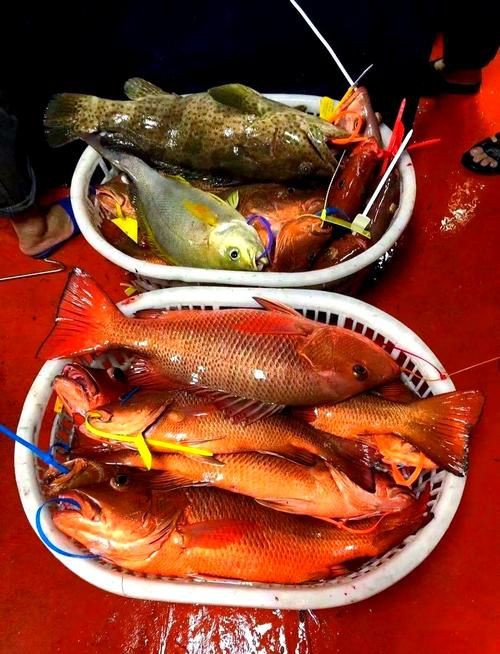 紅友魚圖片，紫紅笛鯛的營養(yǎng)價(jià)值與美味烹飪指南愛在星辰大海
