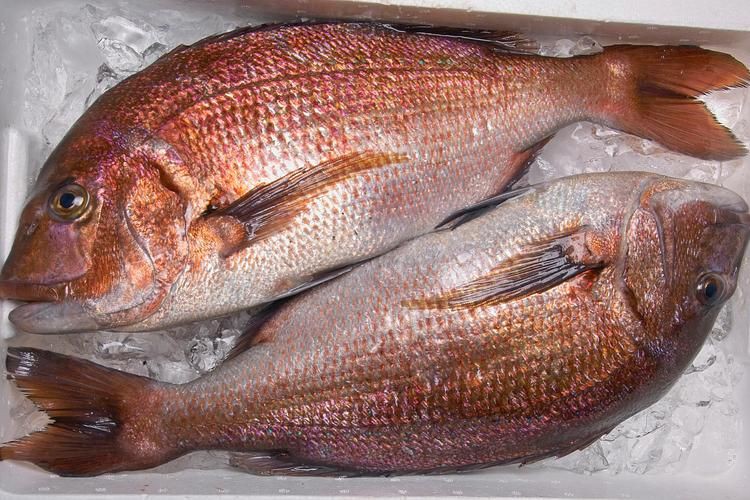 紅友魚圖片，紫紅笛鯛的營養(yǎng)價(jià)值與美味烹飪指南愛在星辰大海