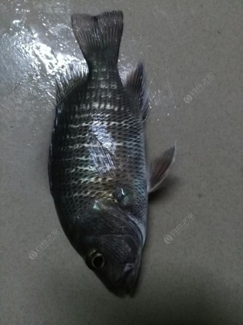 紅友魚圖片，紫紅笛鯛的營養(yǎng)價(jià)值與美味烹飪指南愛在星辰大海