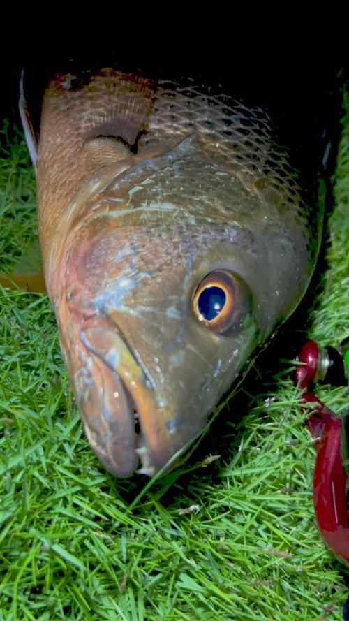 紅友魚圖片，紫紅笛鯛的營養(yǎng)價(jià)值與美味烹飪指南愛在星辰大海