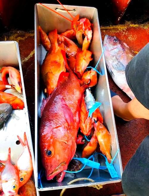 紅友魚圖片，紫紅笛鯛的營養(yǎng)價(jià)值與美味烹飪指南愛在星辰大海