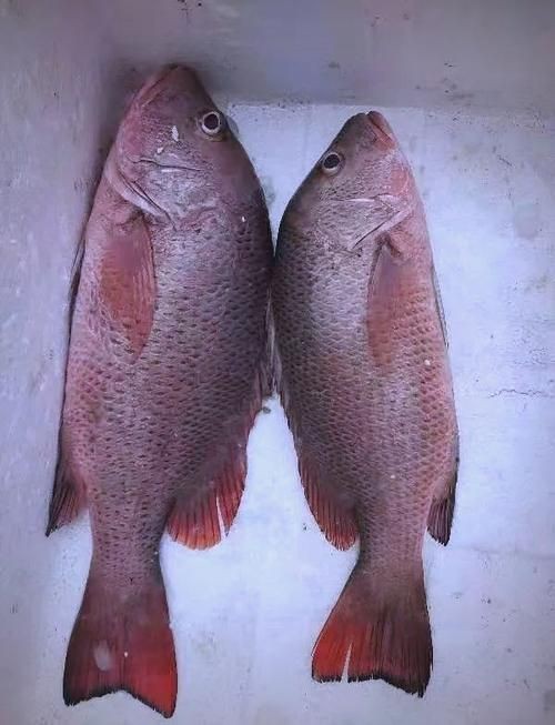 紅友魚圖片，紫紅笛鯛的營養(yǎng)價(jià)值與美味烹飪指南愛在星辰大海