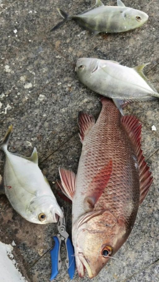 紅友魚圖片，紫紅笛鯛的營養(yǎng)價(jià)值與美味烹飪指南愛在星辰大海