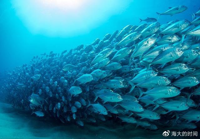 世界漁場分布圖，世界四大漁場漁業資源分布圖清晰呈現了全球主要漁業資源的集聚 世界漁場分布圖，世界四大漁場漁業資源分布圖清晰呈現了全球主要漁業資源的集聚 龍魚論壇 第4張