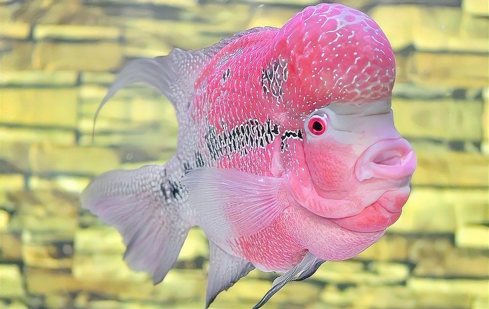 羅漢魚2024年最新消息，2024年關于羅漢魚的最新動態主要集中在生態保護與行業活動方面