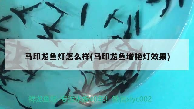 馬印龍魚燈怎么樣好看嗎（馬印龍魚燈與同類產(chǎn)品對(duì)比，馬印龍魚燈適用魚種推薦）