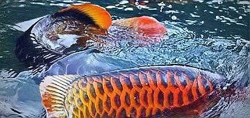 紅龍魚風水寓意，“風水魚”——紅龍魚的養護知識詳解