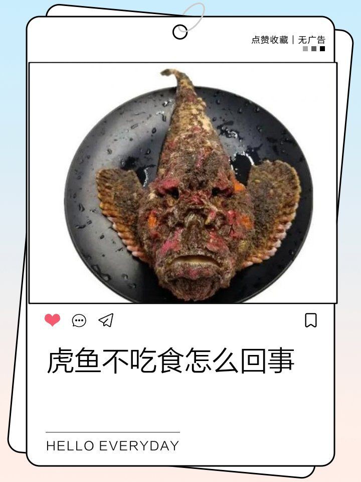 買回來的泰北虎不吃東西，《買回來的泰北虎不吃東西》 買回來的泰北虎不吃東西，《買回來的泰北虎不吃東西》 龍魚百科 第4張