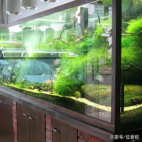 養魚聚財還是破財，《養魚聚財還是破財》