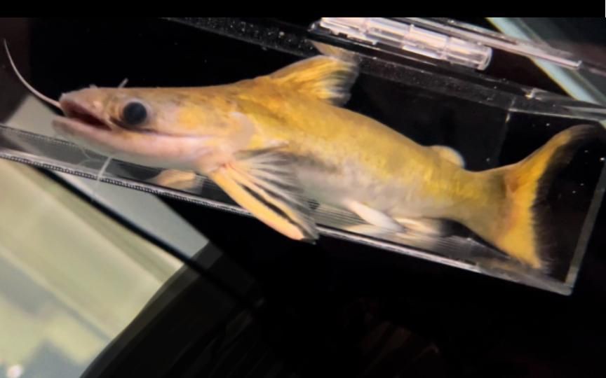 綠魔鯨，【新魚(yú)開(kāi)箱】第8期：綠魔鯨