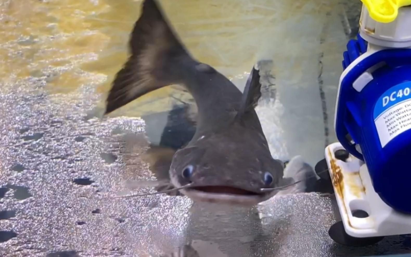 綠魔鯨，【新魚(yú)開(kāi)箱】第8期：綠魔鯨