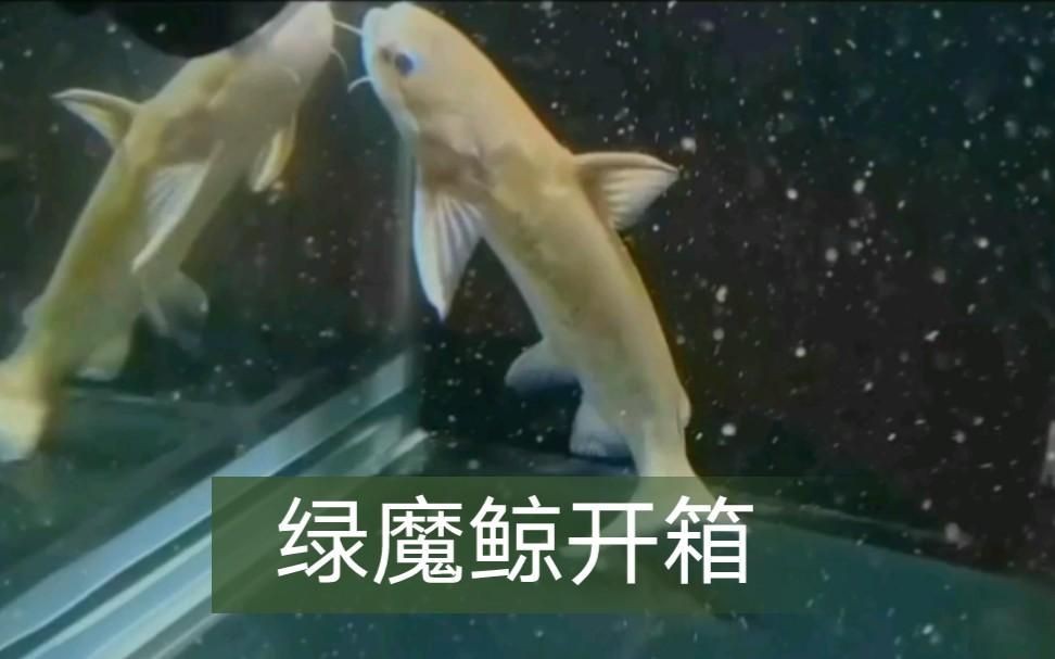 綠魔鯨，【新魚(yú)開(kāi)箱】第8期：綠魔鯨