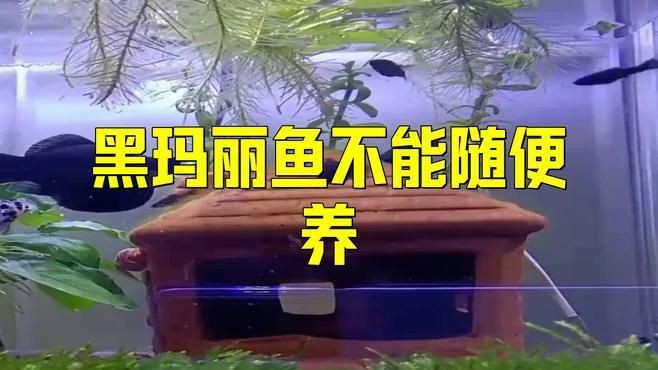 瑪麗魚ph值多少合適，瑪麗魚為什么不建議養(yǎng)圖書館里的毛毛蟲 瑪麗魚ph值多少合適，瑪麗魚為什么不建議養(yǎng)圖書館里的毛毛蟲 龍魚百科 第5張