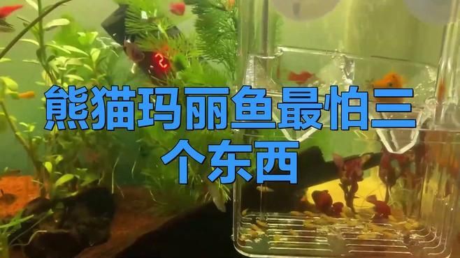 瑪麗魚ph值多少合適，瑪麗魚為什么不建議養(yǎng)圖書館里的毛毛蟲 瑪麗魚ph值多少合適，瑪麗魚為什么不建議養(yǎng)圖書館里的毛毛蟲 龍魚百科 第4張