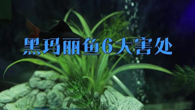 瑪麗魚ph值多少合適，瑪麗魚為什么不建議養(yǎng)圖書館里的毛毛蟲 瑪麗魚ph值多少合適，瑪麗魚為什么不建議養(yǎng)圖書館里的毛毛蟲 龍魚百科 第6張