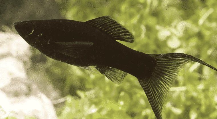 瑪麗魚ph值多少合適，瑪麗魚為什么不建議養圖書館里的毛毛蟲