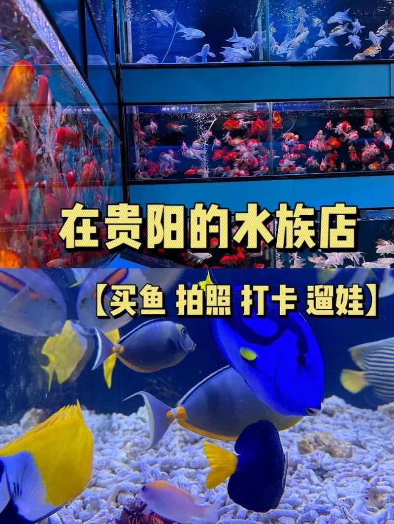肅北水族店，肅北縣花地灣水族百貨店