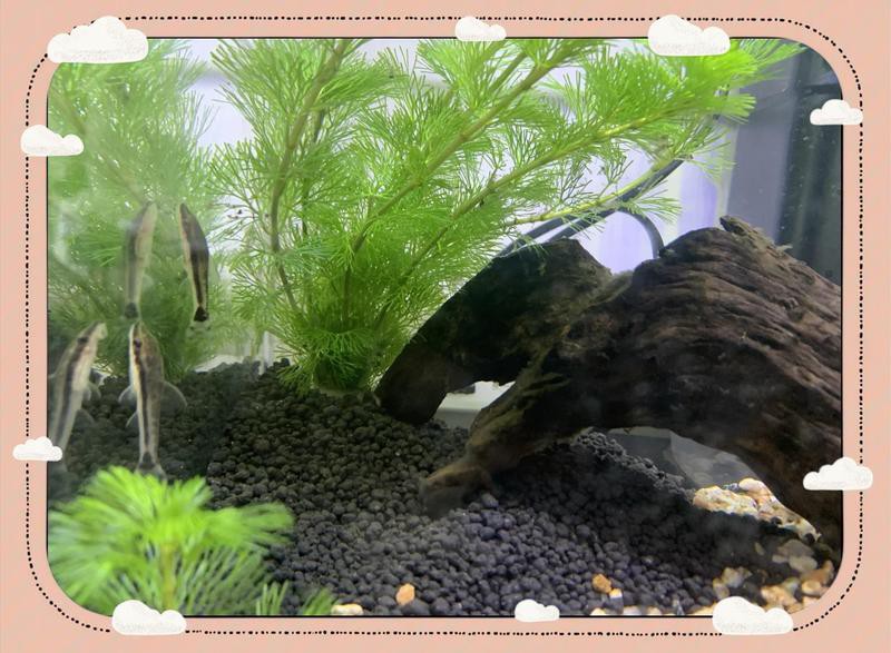 肅北水族店，肅北縣花地灣水族百貨店