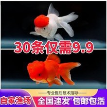 哪里可以買到純種紅龍魚？，如何挑選純種紅龍魚