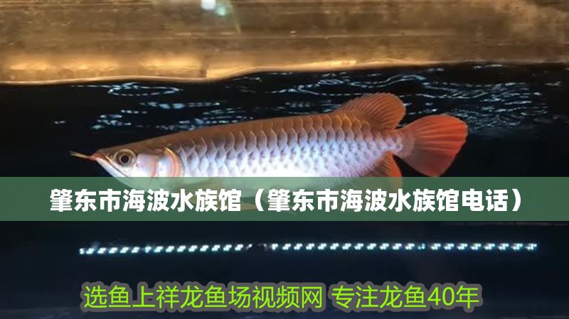 肇東水族店，肇東哪家水族館口碑最好