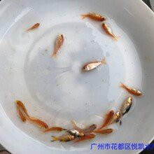 佛山觀賞魚批發(fā)市場，佛山觀賞魚產(chǎn)業(yè)發(fā)展