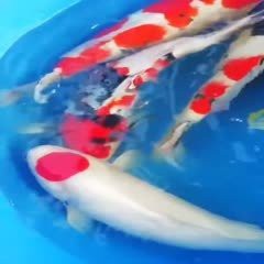 丹頂錦鯉魚價格一覽表，丹頂錦鯉魚多少錢一條