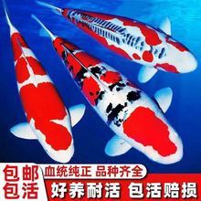 丹頂錦鯉魚價格一覽表，丹頂錦鯉魚多少錢一條